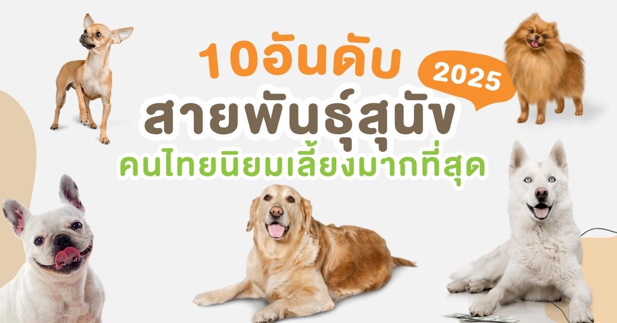 10 อันดับสายพันธุ์สุนัข คนไทยนิยมเลี้ยงมากที่สุด ปี 2025