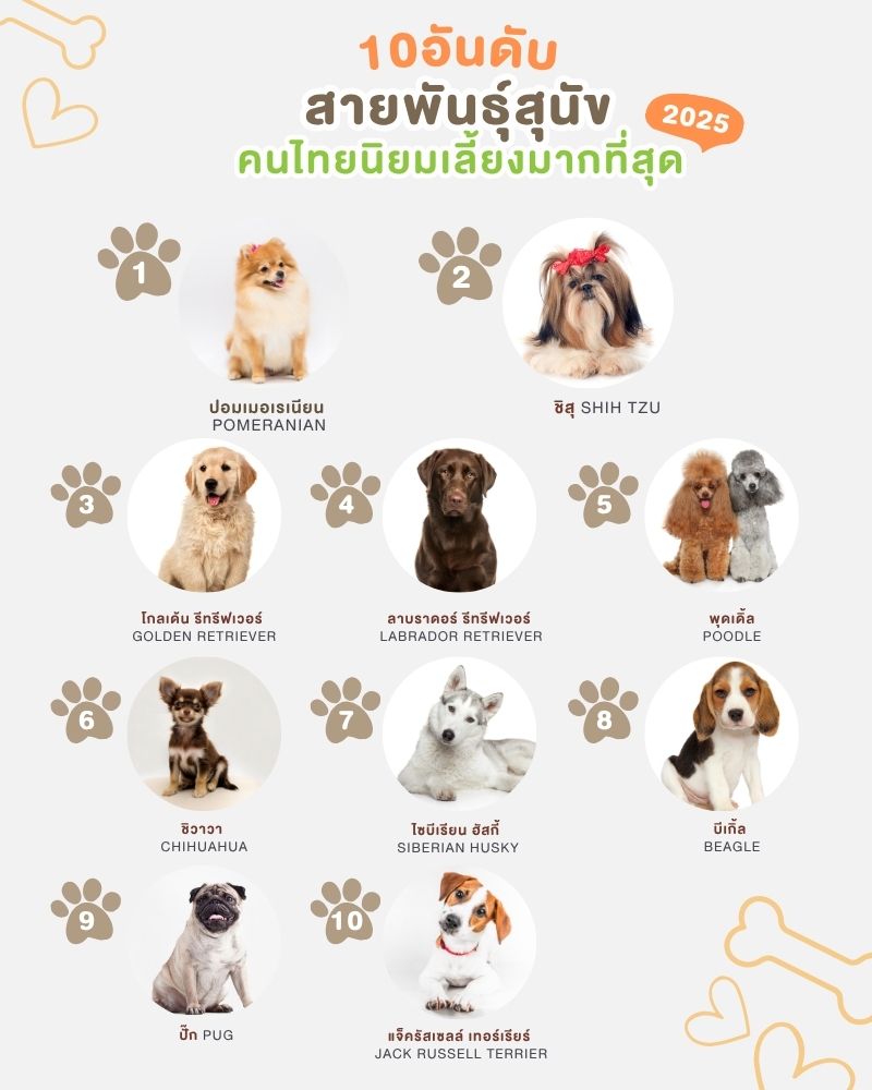 info 10 อันดับสายพันธุ์สุนัข คนไทยนิยมเลี้ยงมากที่สุด ปี 2025
