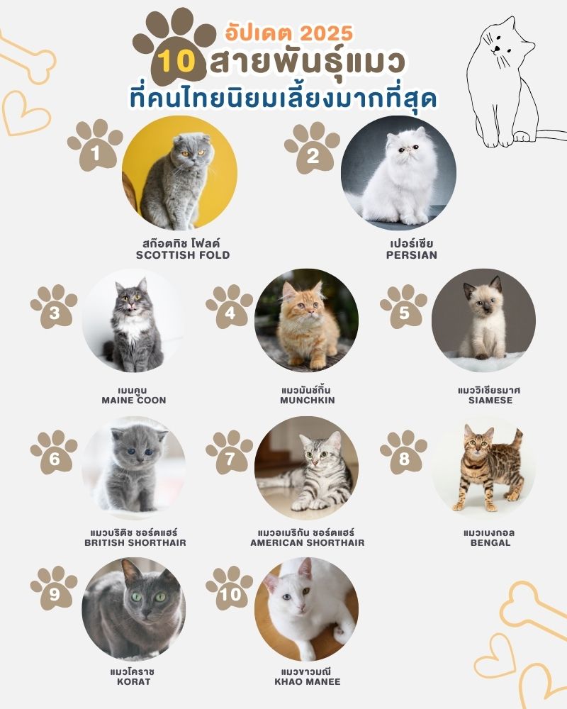 อัปเดต 10 สายพันธุ์แมวที่คนไทยนิยมเลี้ยงมากที่สุด ปี 2025
