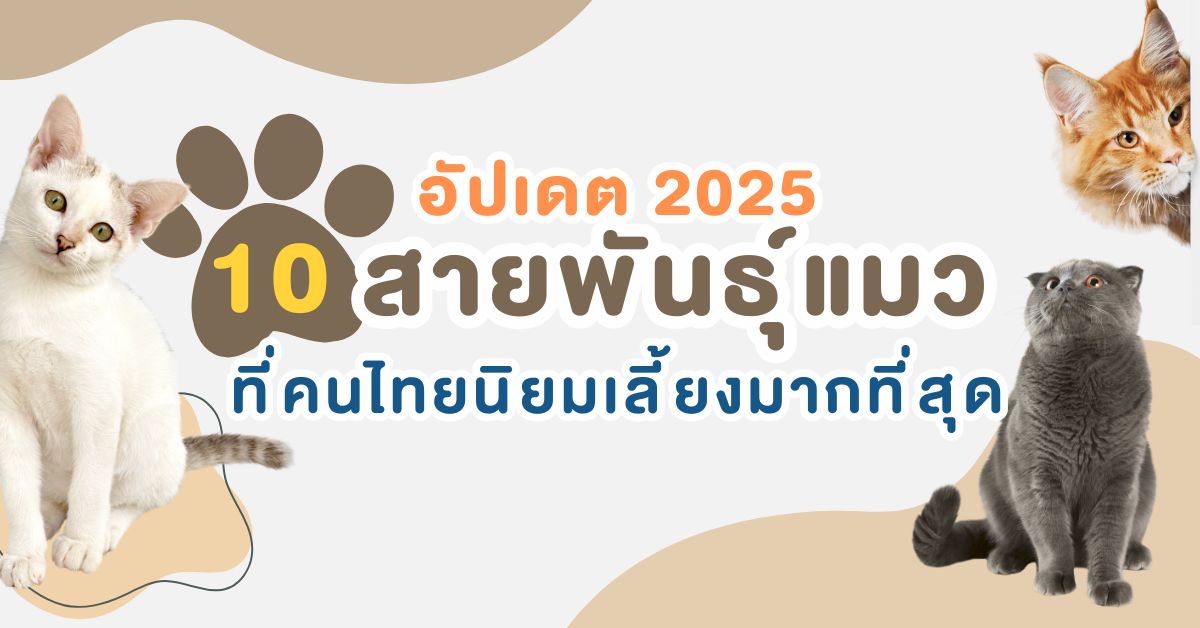 อัปเดต 10 สายพันธุ์แมวที่คนไทยนิยมเลี้ยงมากที่สุด ปี 2025