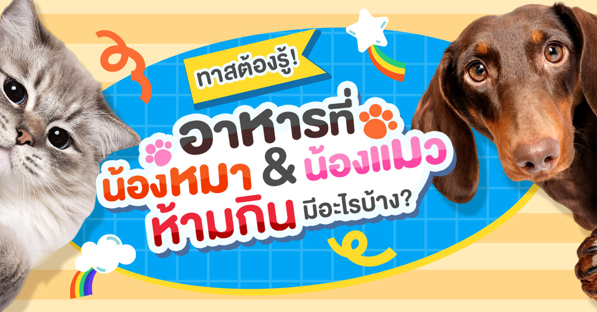 อาหารที่ห้ามกิน หมา แมว