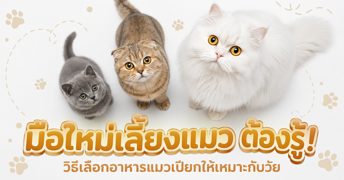 มือใหม่เลี้ยงแมว